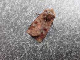 Attēlu rezultāti vaicājumam “Diarsia florida”