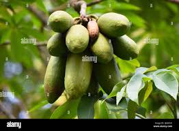 Attēlu rezultāti vaicājumam “Oxalidaceae”