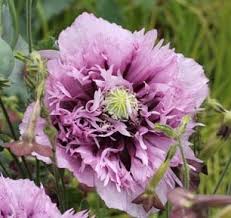 Attēlu rezultāti vaicājumam “Papaver somniferum flower”