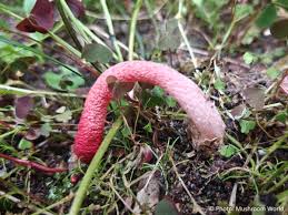 Attēlu rezultāti vaicājumam “Mutinus ravenelii”