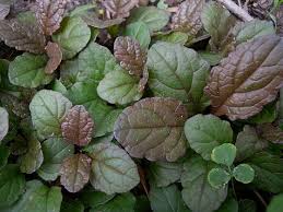 Attēlu rezultāti vaicājumam “Ajuga reptans bud”