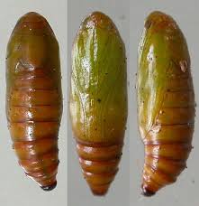 Attēlu rezultāti vaicājumam “Acrobasis advenella”