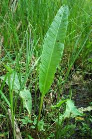 Attēlu rezultāti vaicājumam “Rumex aquaticus leaf”