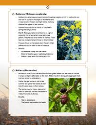 Attēlu rezultāti vaicājumam “Solidago canadensis fruit”