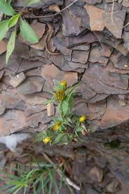 Attēlu rezultāti vaicājumam “Bidens frondosa fruit”