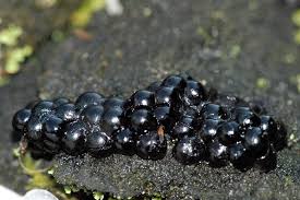 Attēlu rezultāti vaicājumam “Lindbladia tubulina”