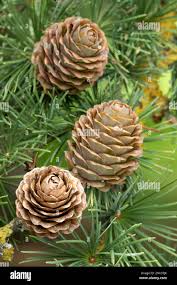 Attēlu rezultāti vaicājumam “Larix kaempferi fruit”