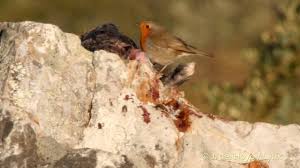 Image result for Erithacus rubecula