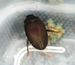 Attēlu rezultāti vaicājumam “Ilybius sp.”