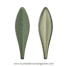 Attēlu rezultāti vaicājumam “Thymus vulgaris leaf”