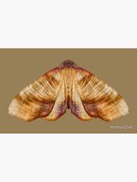 Attēlu rezultāti vaicājumam “Plagodis dolabraria”