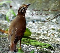 Image result for Zoothera sibirica