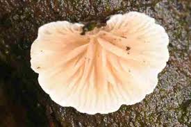 Attēlu rezultāti vaicājumam “Crepidotus applanatus”