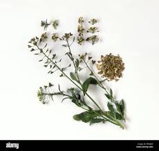 Attēlu rezultāti vaicājumam “Capsella bursa-pastoris leaf”