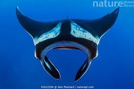 Image result for Mobula birostris