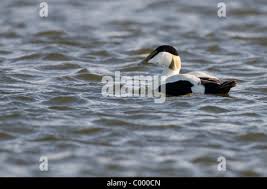 Attēlu rezultāti vaicājumam “Somateria mollissima juvenile”