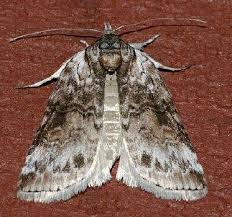 Attēlu rezultāti vaicājumam “Nycteola sp.”