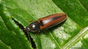 Attēlu rezultāti vaicājumam “Athous sp.”