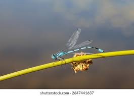 Attēlu rezultāti vaicājumam “Enallagma cyathigerum male”