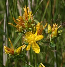 Attēlu rezultāti vaicājumam “Hypericum maculatum flower”