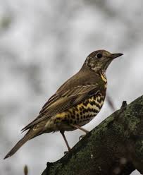 Attēlu rezultāti vaicājumam “Turdus viscivorus”