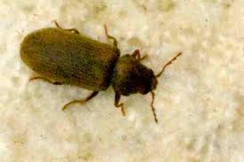 Attēlu rezultāti vaicājumam “Anobiidae”