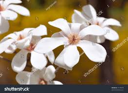 Attēlu rezultāti vaicājumam “Magnolia cylindrica”