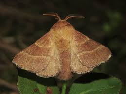 Attēlu rezultāti vaicājumam “Malacosoma neustria”