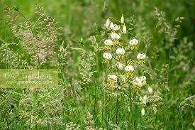 Image result for Lilium martagon Alba