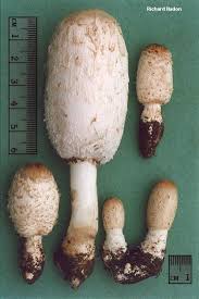 Image result for coprinus