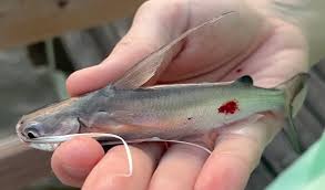 Image result for Bagre marinus