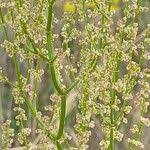 Attēlu rezultāti vaicājumam “Rumex thyrsiflorus”