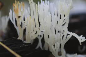 Attēlu rezultāti vaicājumam “Lentaria epichnoa”