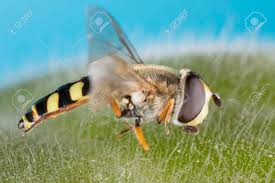 Attēlu rezultāti vaicājumam “Helophilus pendulus”