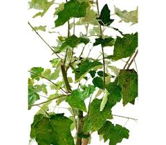 Attēlu rezultāti vaicājumam “Populus alba Nivea”