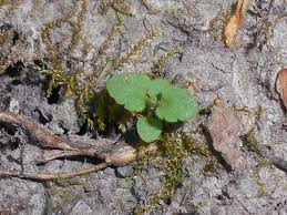 Attēlu rezultāti vaicājumam “Veronica chamaedrys leaf”