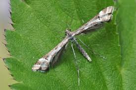 Attēlu rezultāti vaicājumam “Platyptilia tesseradactyla”