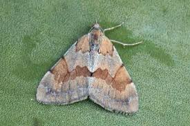 Attēlu rezultāti vaicājumam “Pennithera firmata”