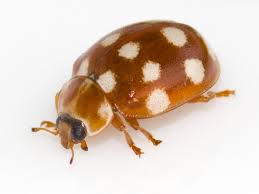 Attēlu rezultāti vaicājumam “Calvia quatuordecimguttata”