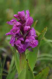 Attēlu rezultāti vaicājumam “Dactylorhiza russowii bud”