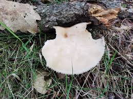 Attēlu rezultāti vaicājumam “Polyporus tuberaster”