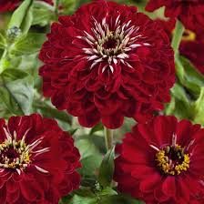 Image result for Zinnia elegans