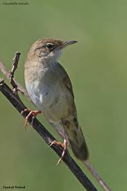 Image result for Locustella naevia