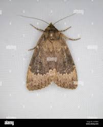 Attēlu rezultāti vaicājumam “Amphipyra perflua”