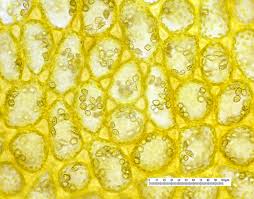 Attēlu rezultāti vaicājumam “Mylia anomala”