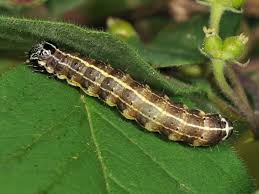 Attēlu rezultāti vaicājumam “Orthosia cruda”