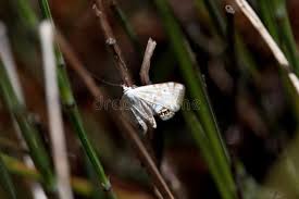 Attēlu rezultāti vaicājumam “Cataclysta lemnata”