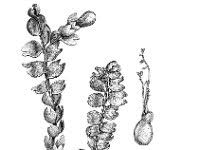 Attēlu rezultāti vaicājumam “Gymnocolea inflata”