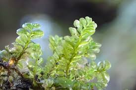 Attēlu rezultāti vaicājumam “Plagiochila asplenioides”