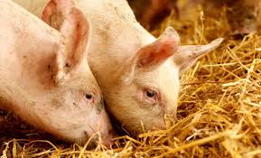 Bildresultat för pigs